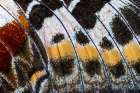 Butterfly wing close-up Art Print